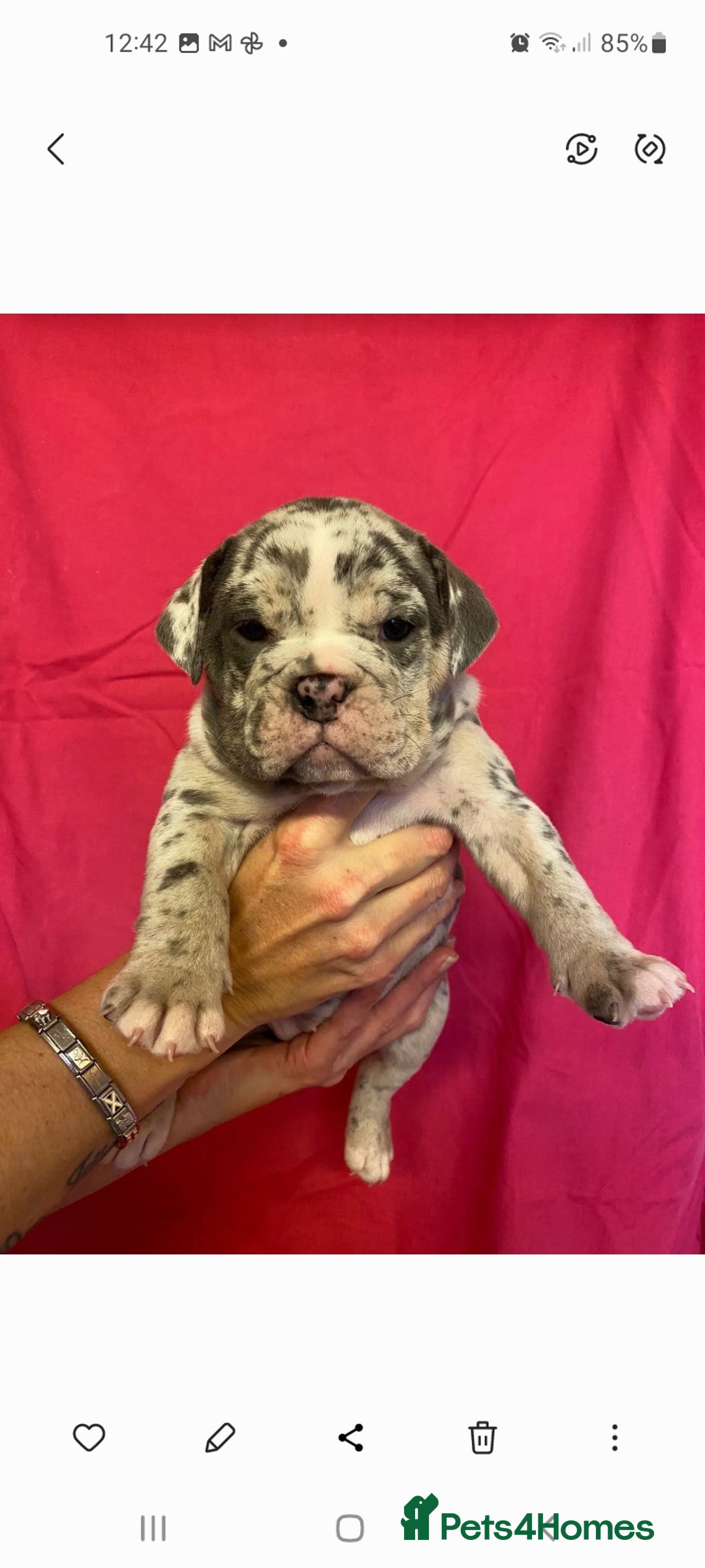 Mixed Breed dogs for sale: F1 olde English bulldog - Advert 3