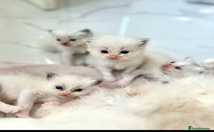 Ragdoll cats - Advert 4