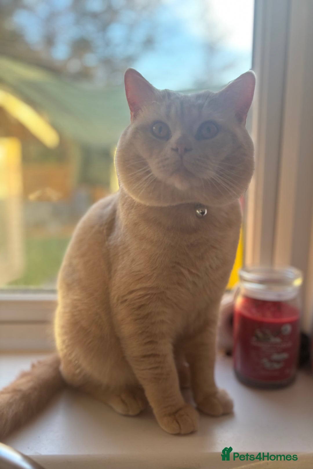 British Shorthair cats for stud: Active GCCF Championship status BSH STUD, Blood B! - Advert 8
