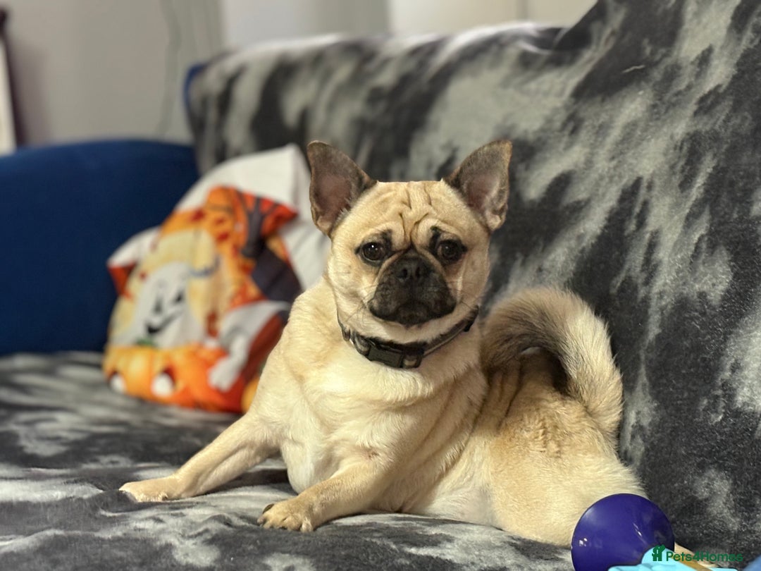 Chug dogs for sale: 18 month old chug - Advert 1