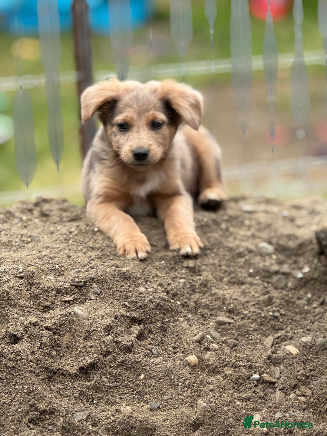Mixed Breed dogs for adoption: THEO - a Superb Puppy Boy, for a Loving Home - Image 6