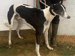 Greyhound dogs Handsome Samson wants a loving forever home - Advert 3