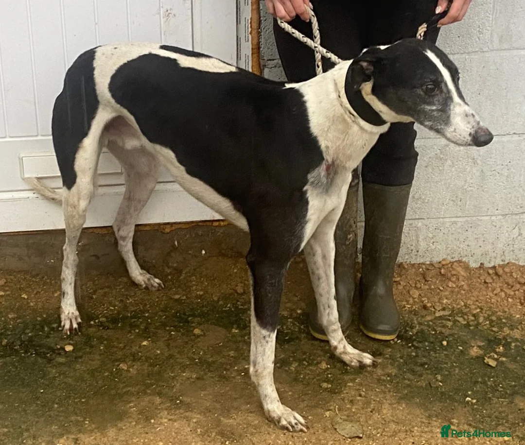 Greyhound dogs for adoption: Handsome Samson wants a loving forever home - Advert 1