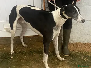 Greyhound dogs Handsome Samson wants a loving forever home - Advert 3