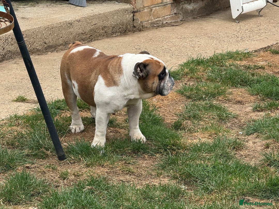 English Bulldog dogs for sale: 2 KC registered Bitches - Image 6