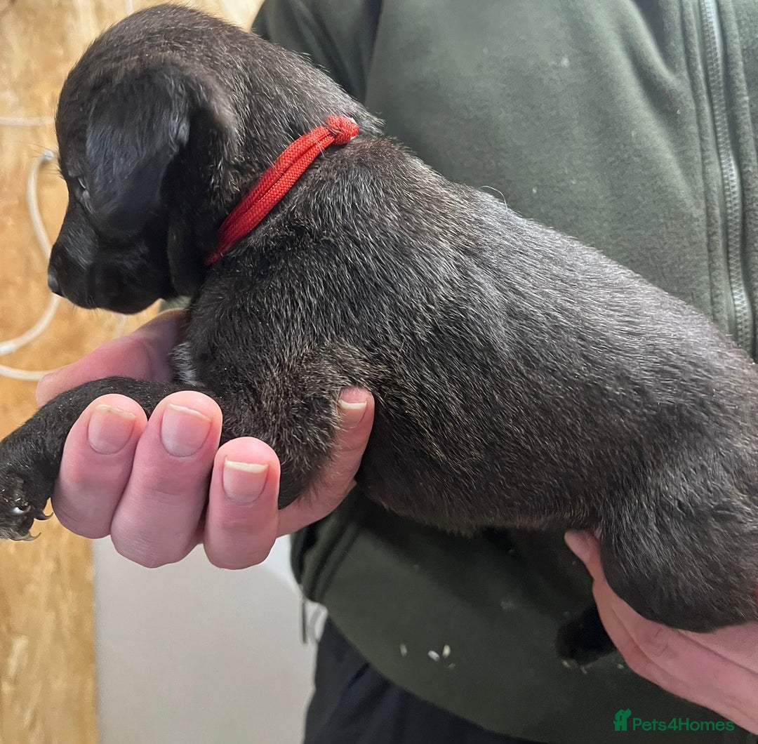 Mixed Breed dogs for sale: F1 Beddy whippets  - Advert 20