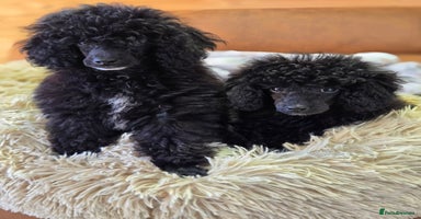 Toy Poodle dogs - Advert 5