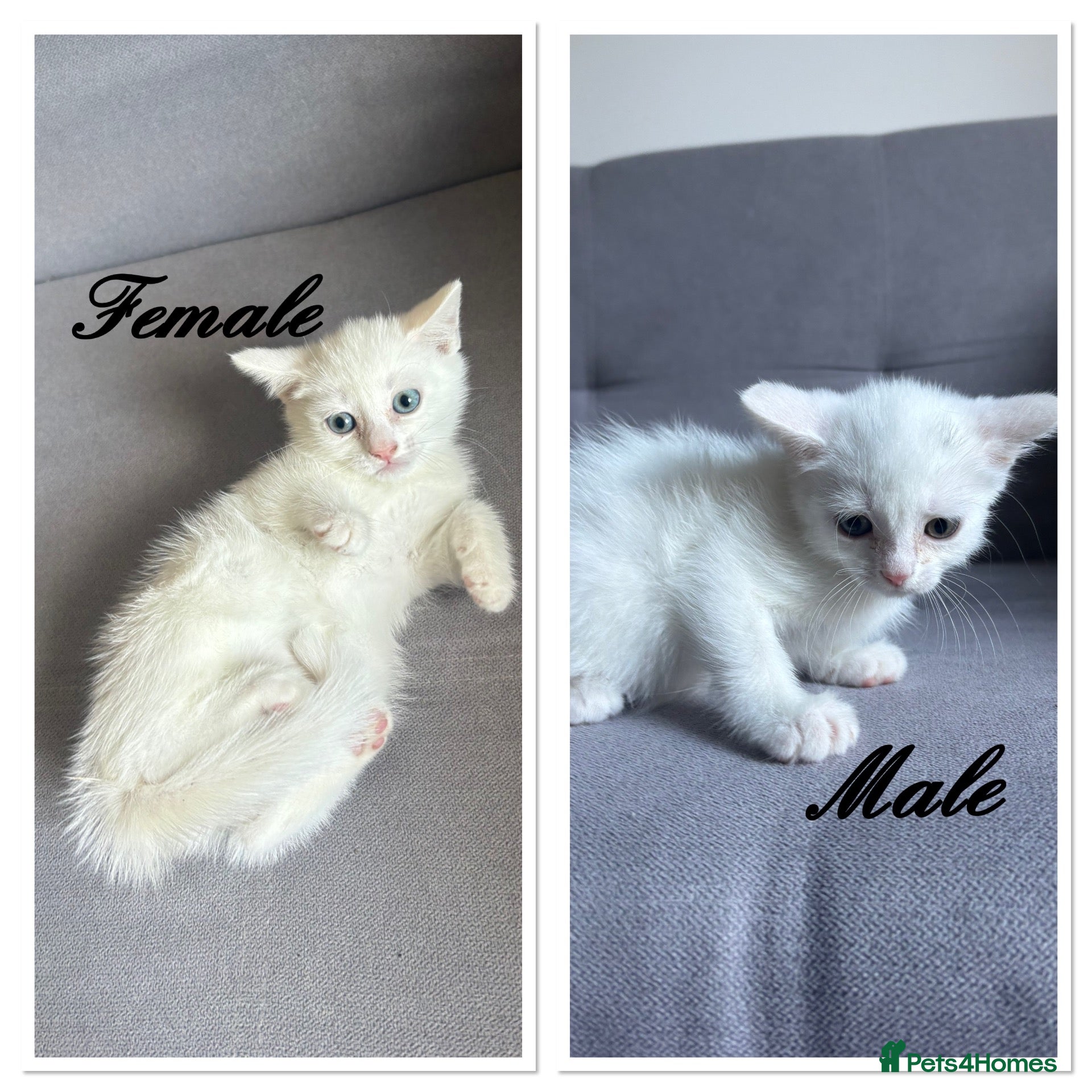 Turkish Angora cats 2 beautiful Turkish Angora kittens ready! - Advert 8
