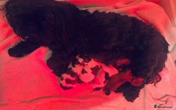 Shih Tzu dogs for sale: Shihtzu  - Image 16