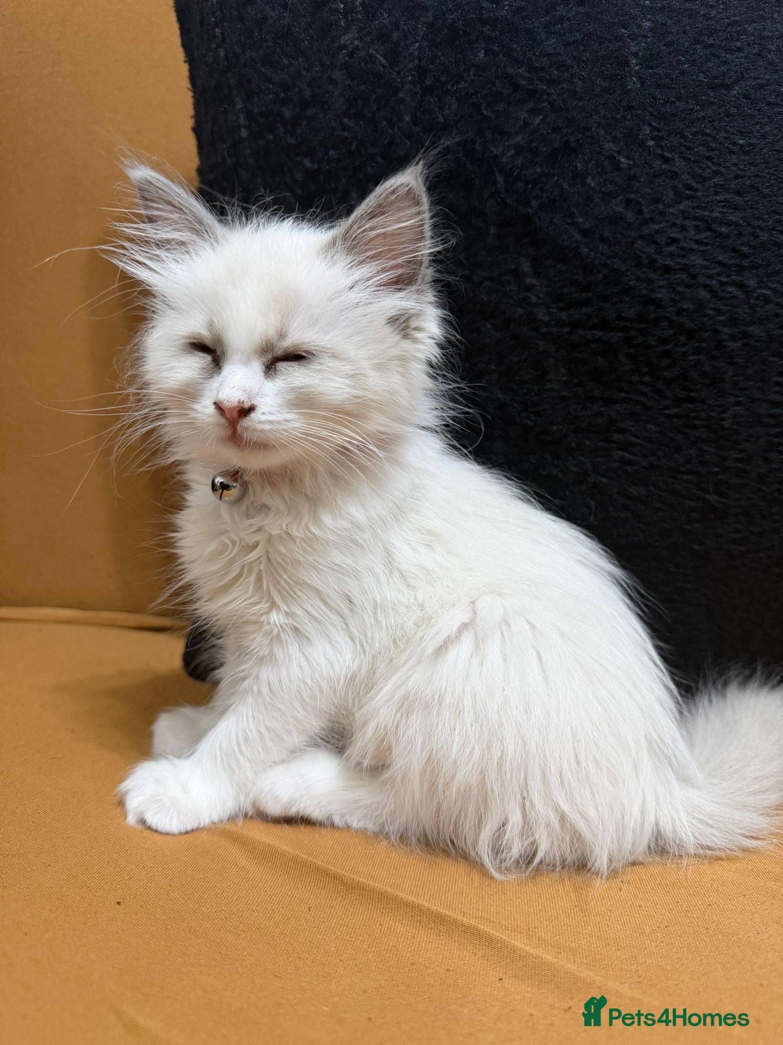 Ragdoll cats BLUE BICOLOUR RAGDOLL FEMALE KITTEN *AVAILABLE* - Advert 7