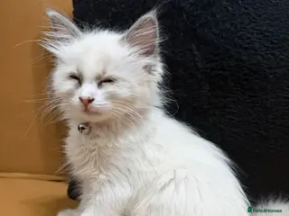 Ragdoll cats BLUE BICOLOUR RAGDOLL FEMALE KITTEN *AVAILABLE* - Advert 7