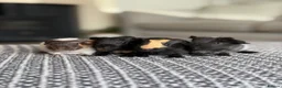 Guinea Pig rodents for sale: Beautiful Baby Guinea Pigs – Ready to Reserve  - Advert 10