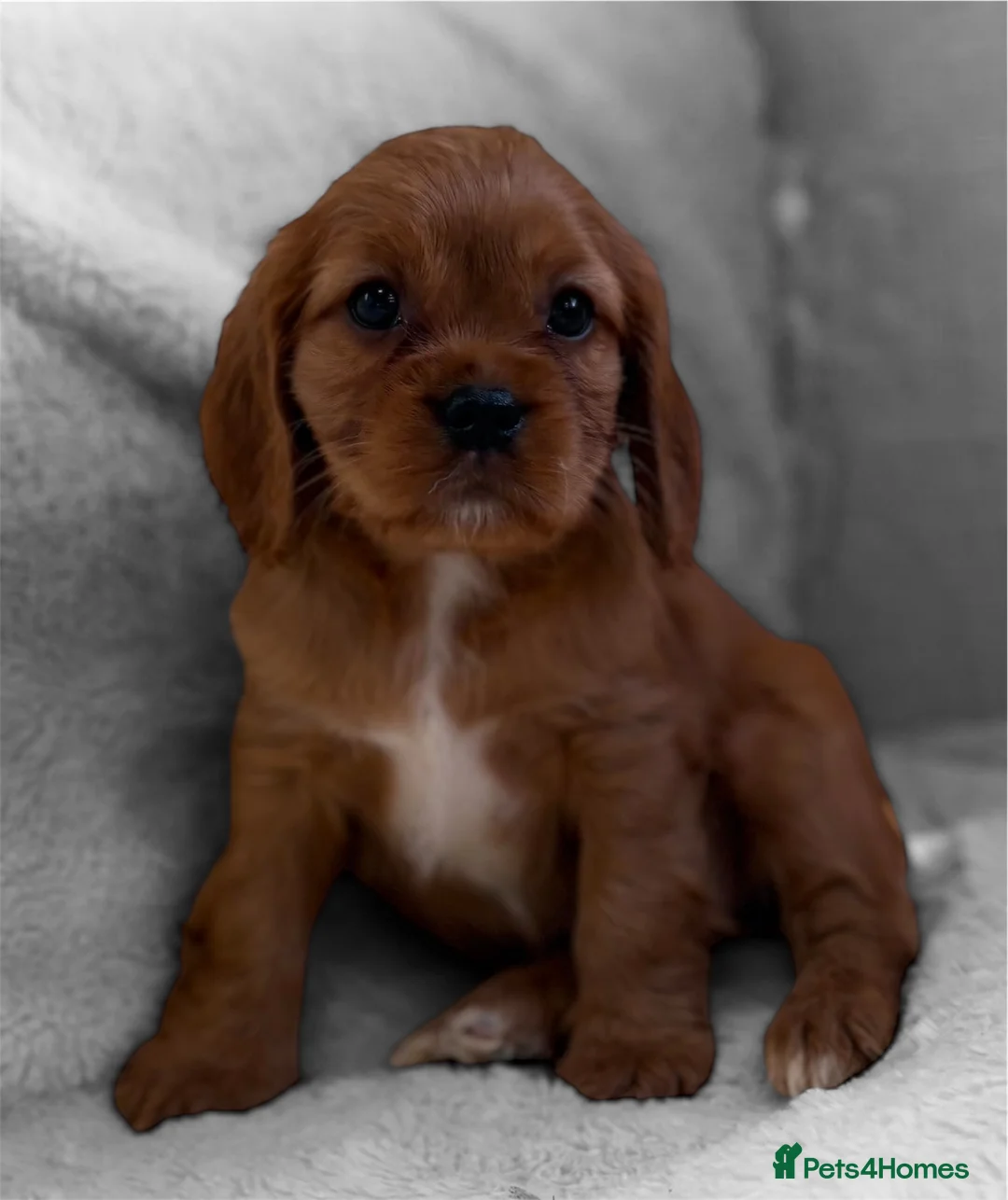 Cavapoo dogs for sale: F1 Cavapoo Puppy’s!  - Advert 4