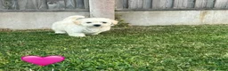 Mixed Breed dogs for sale: Cockapoochon Puppies in Lampeter - Advert 8