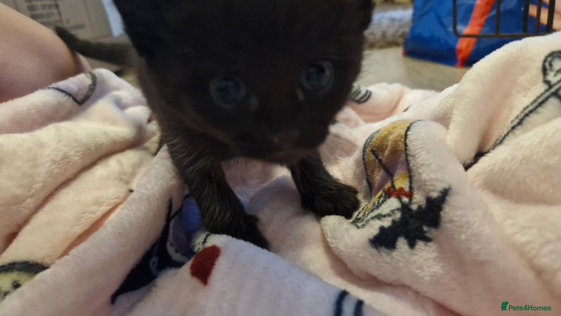 Mixed Breed cats 1 black girl available  - Advert 7
