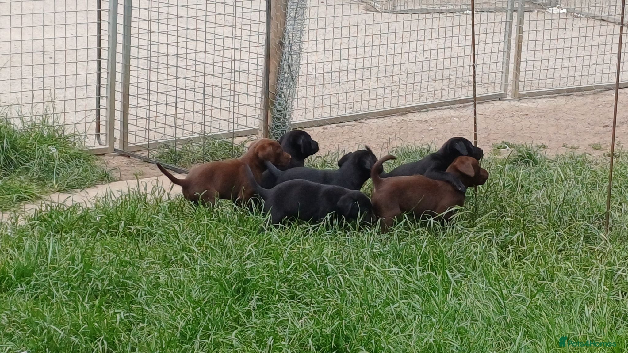Labrador Retriever dogs BLACK AND CHOCOLATE LABRADOR PUPPIES FOR SALE - Advert 15