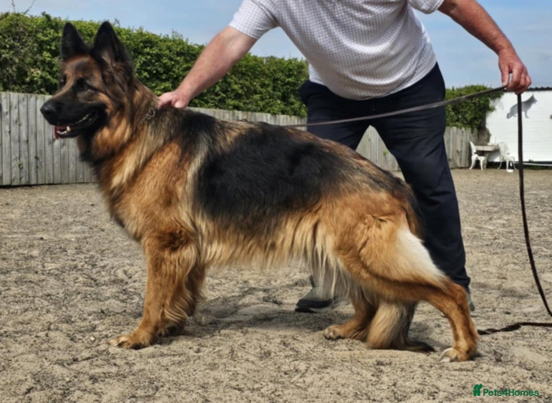 German Shepherd dogs for sale: German Shepherd Puppies - Image 6