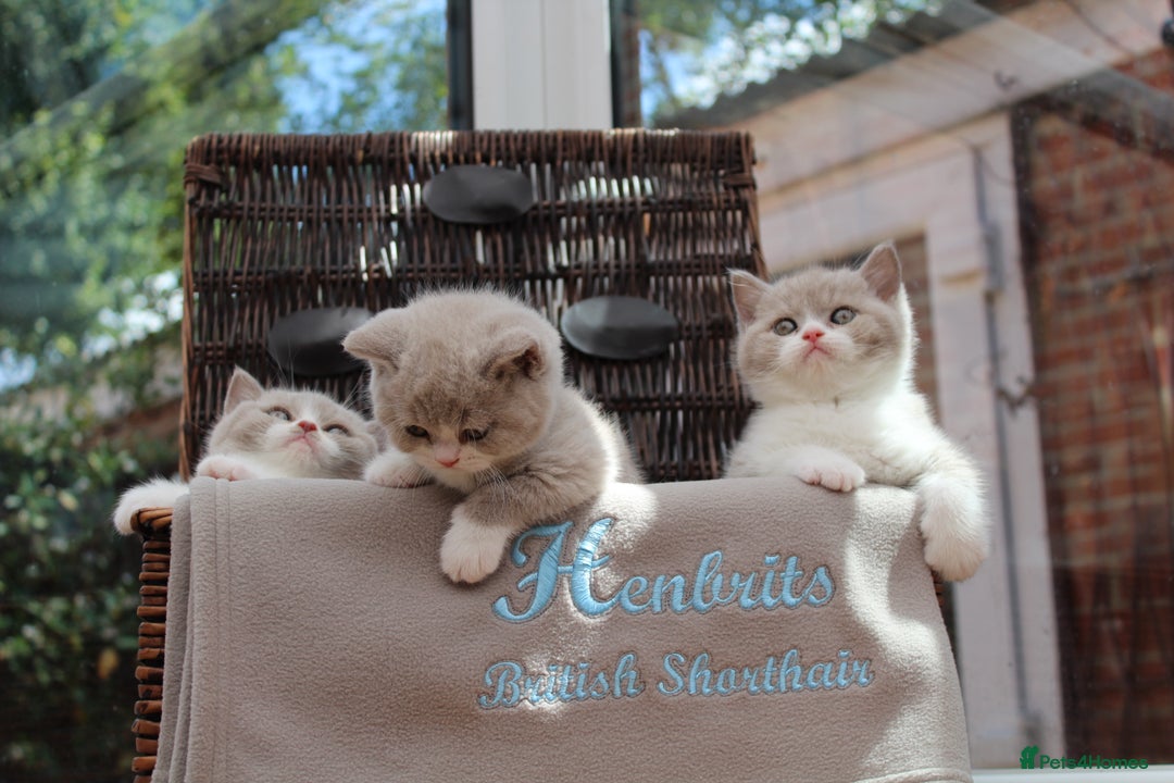 British Shorthair cats for sale: Champion Parents - Bi Colour  British Shorthair  - Image 6