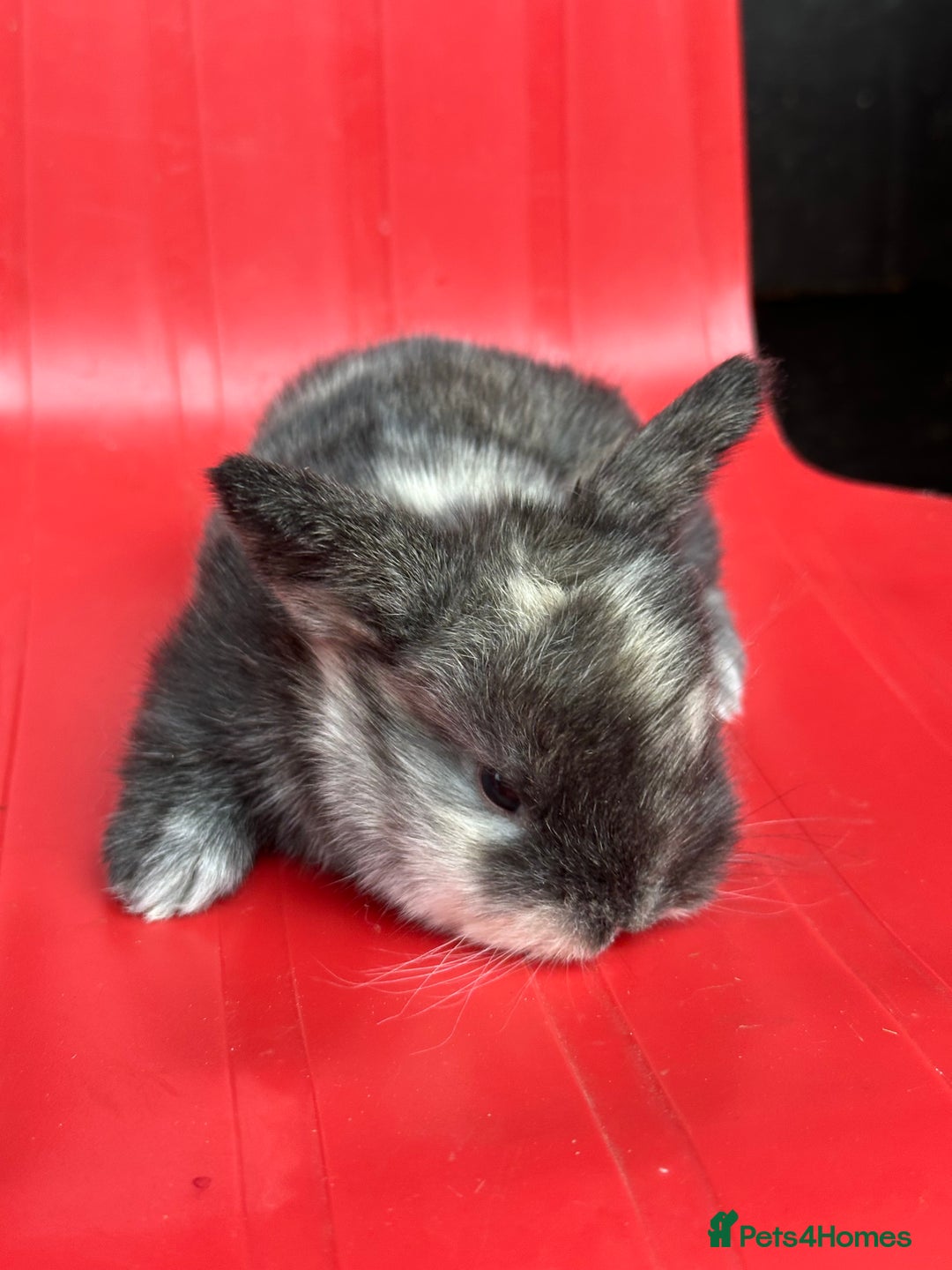 Mini Lop rabbits for sale: Mini lop bunnies  - Image 9