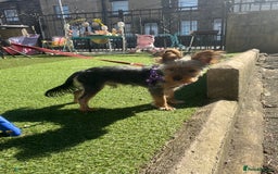 Yorkshire Terrier dogs for stud: Majlo - Image 3