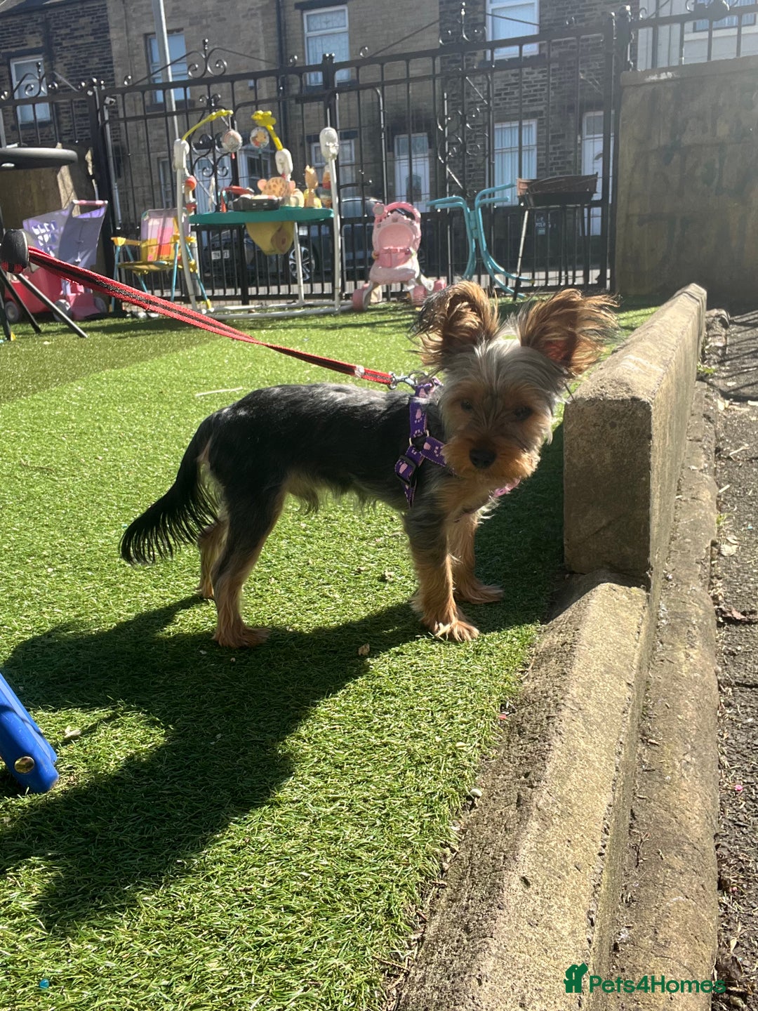 Yorkshire Terrier dogs for stud: Majlo - Image 3