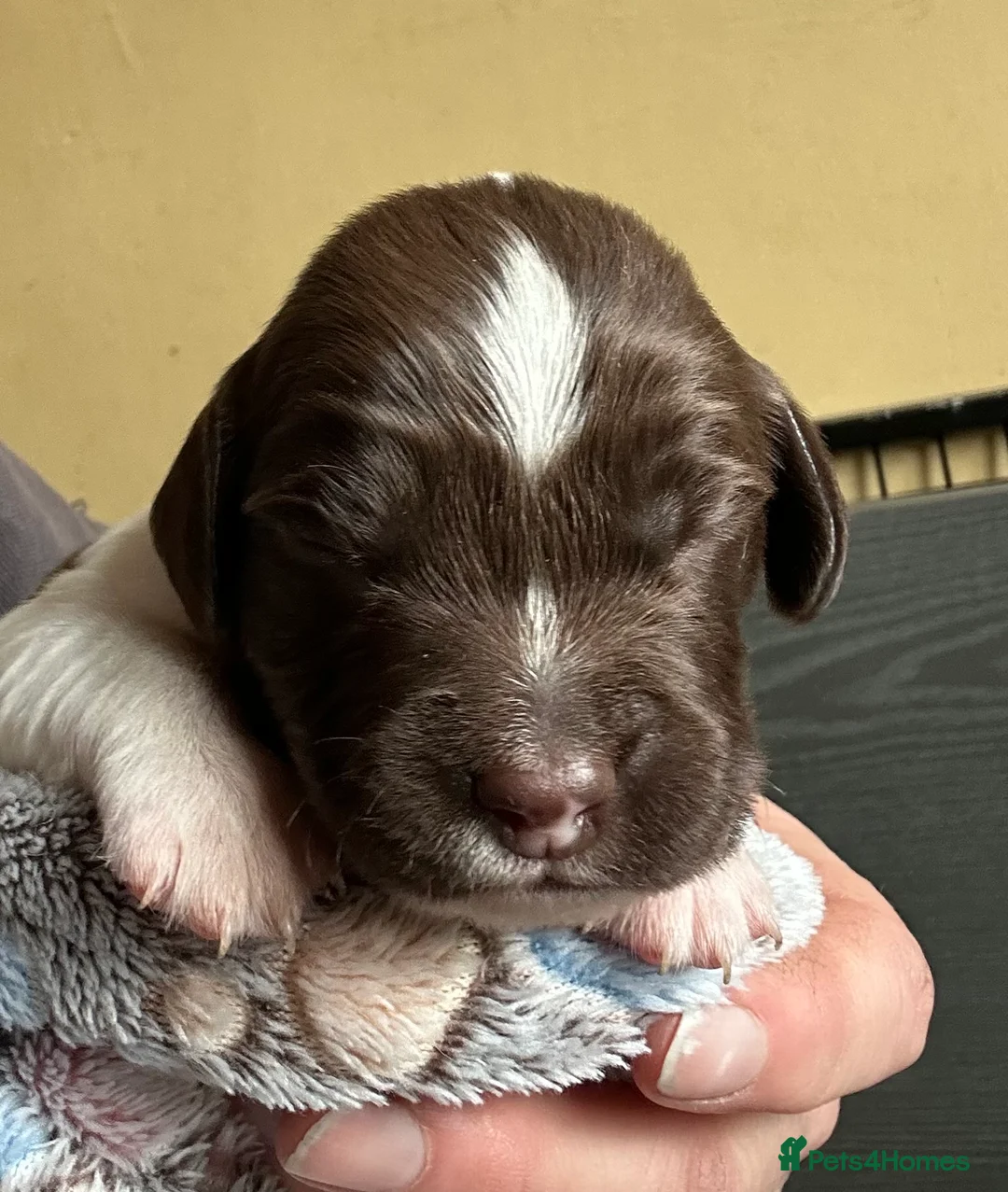 English Springer Spaniel dogs for sale: Stunning KC Reg ESS puppies with FTCH sire. - Advert 7