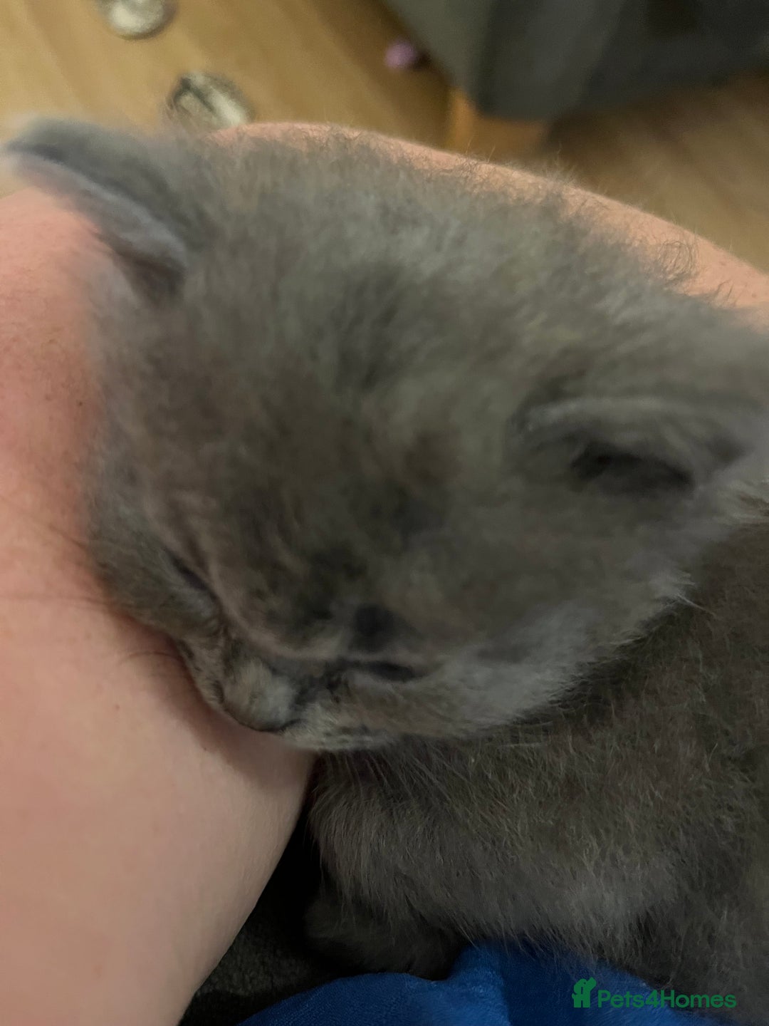 Ragdoll cats for sale: One beautiful blue boy Ragdoll x BSH - Image 3