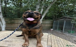 Mixed Breed dogs for sale: 10 month old rottweiler x  - Image 2
