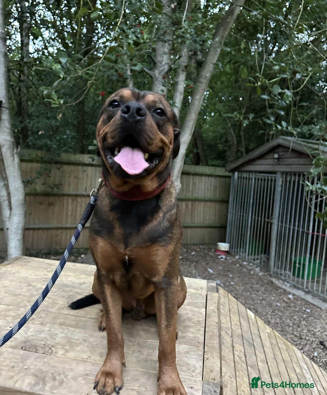 Mixed Breed dogs for sale: 10 month old rottweiler x  - Image 2