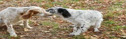 English Setter dogs for adoption: Zur   in Alfreton - Advert 6