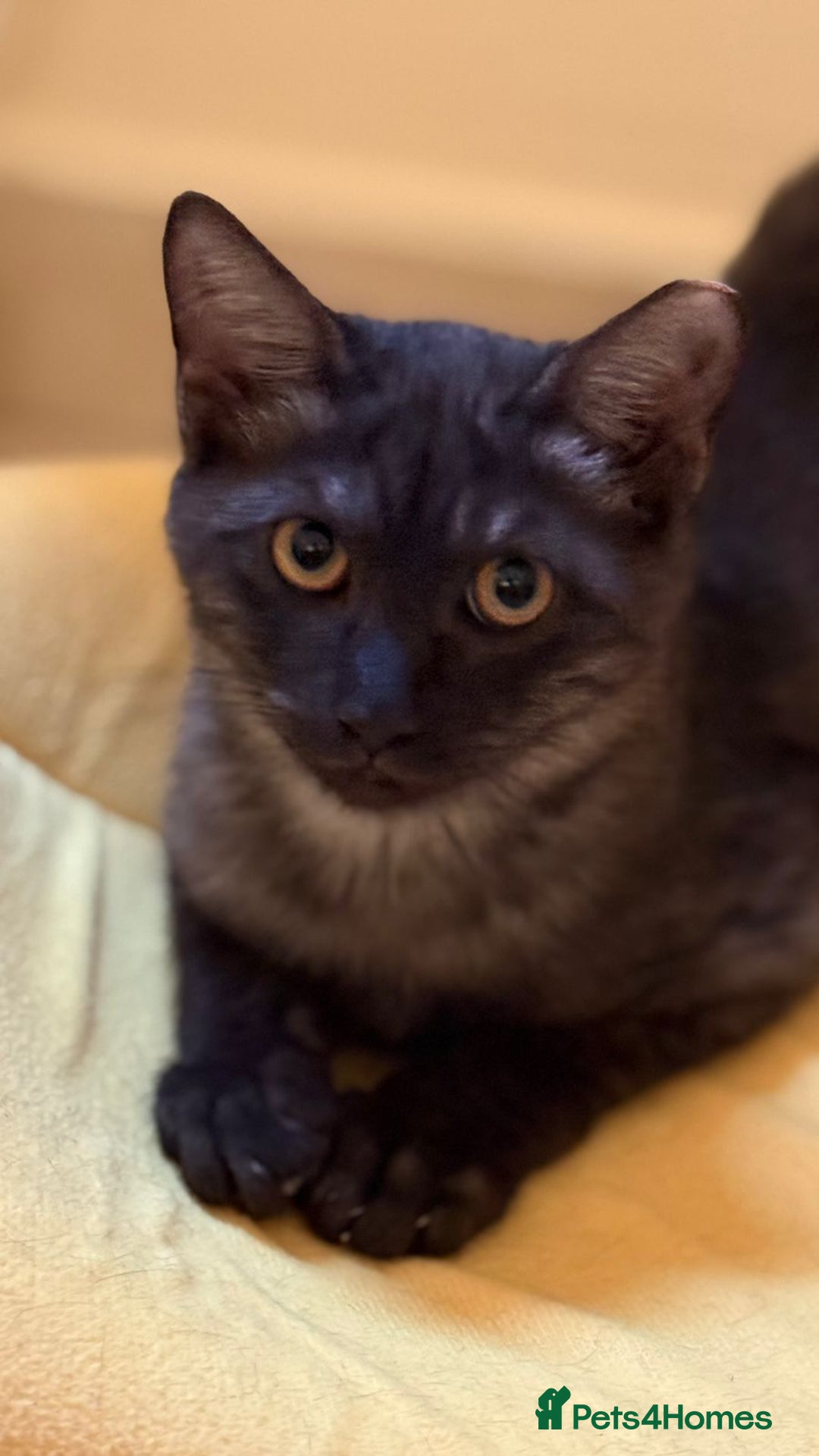 Mixed Breed cats for adoption: [Indoors Only] Lovely & Playful Trio Brothers - Advert 16