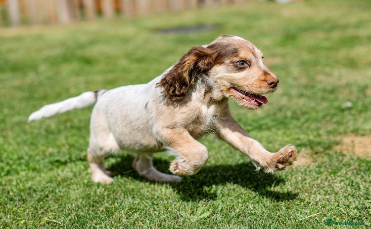 Cocker Spaniel dogs for sale in Diss - Advert 5