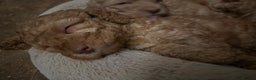 Australian Labradoodle dogs for sale: Australian Labradoodle Puppies - Advert 5