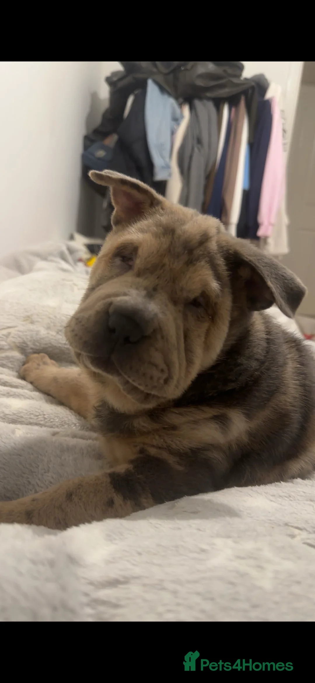 Mixed Breed dogs for sale: Merle Chow x Shar Pei puppies  - Advert 2