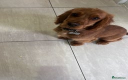 Cocker Spaniel dogs for sale: Male Cockerspaniel  - Image 2