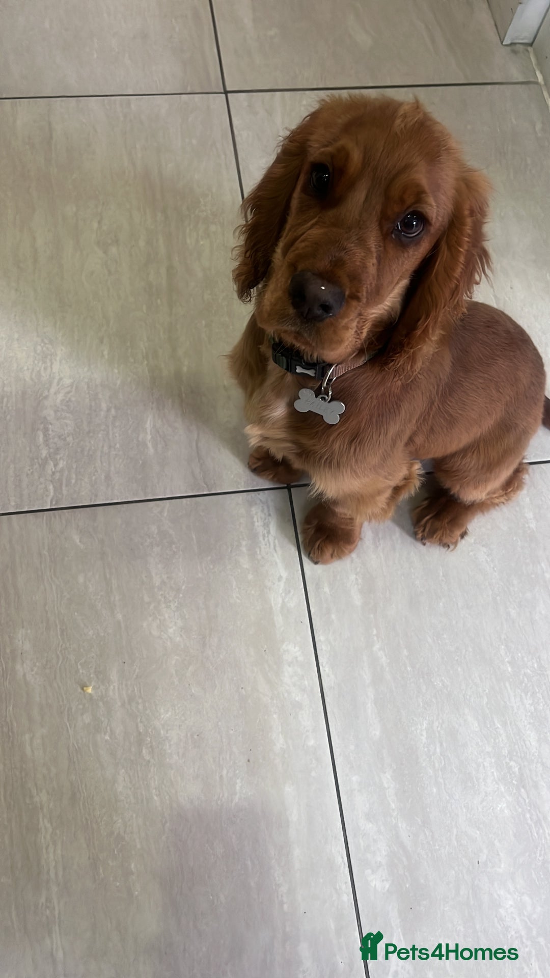 Cocker Spaniel dogs for sale: Male Cockerspaniel  - Image 2