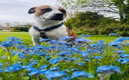 Staffordshire Bull Terrier dogs for stud: For stud FREE - Image 13