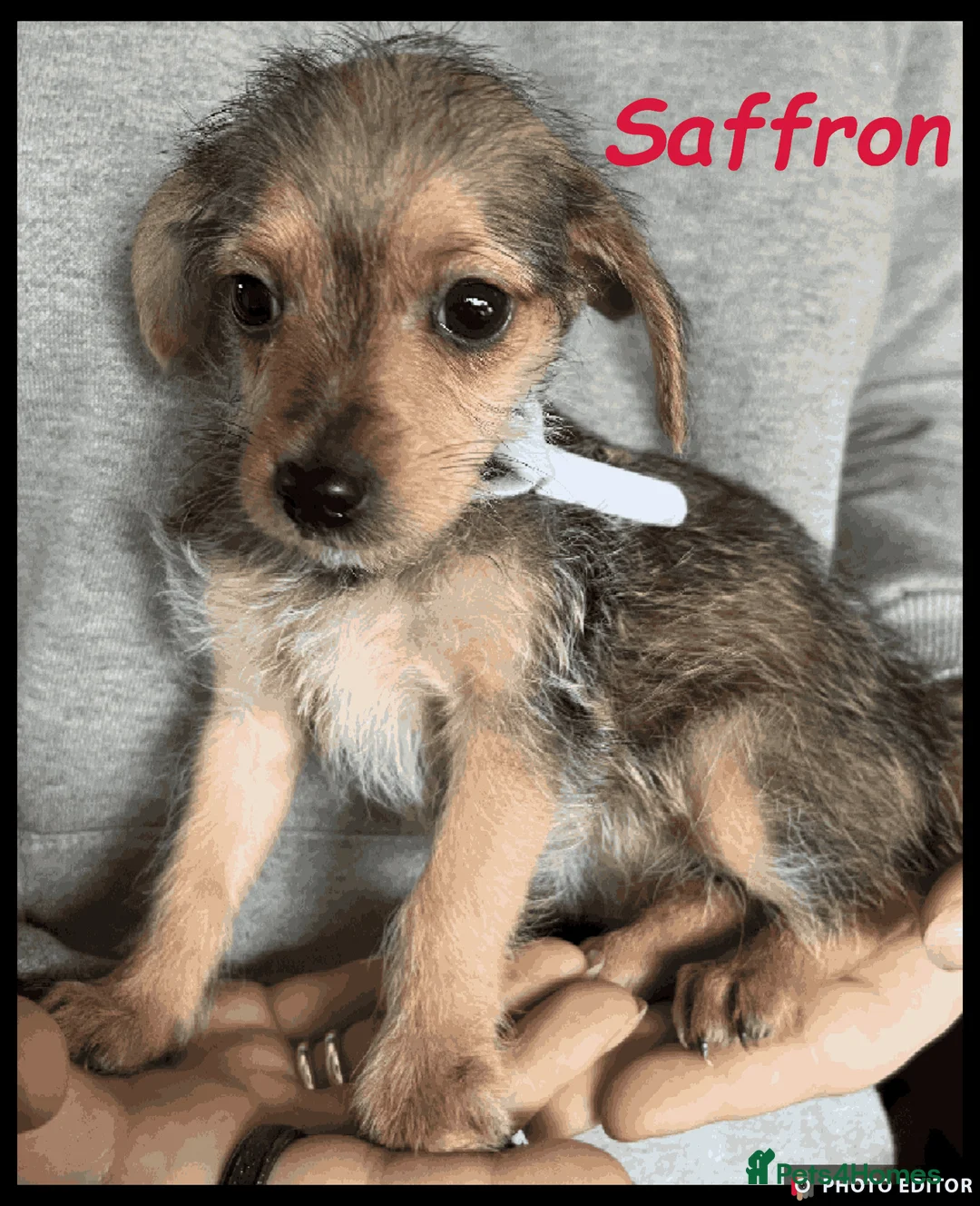 Jackapoo dogs for sale: Beautiful Jackapoos - Advert 21