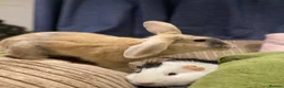 Mixed Breed rabbits for sale: Indoor house Rabbit bunny pet in Aylesbury - Advert 4
