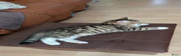 Mixed Breed cats for sale:  Beautiful Kittens Looking for friendly home  in Wigston - Advert 7