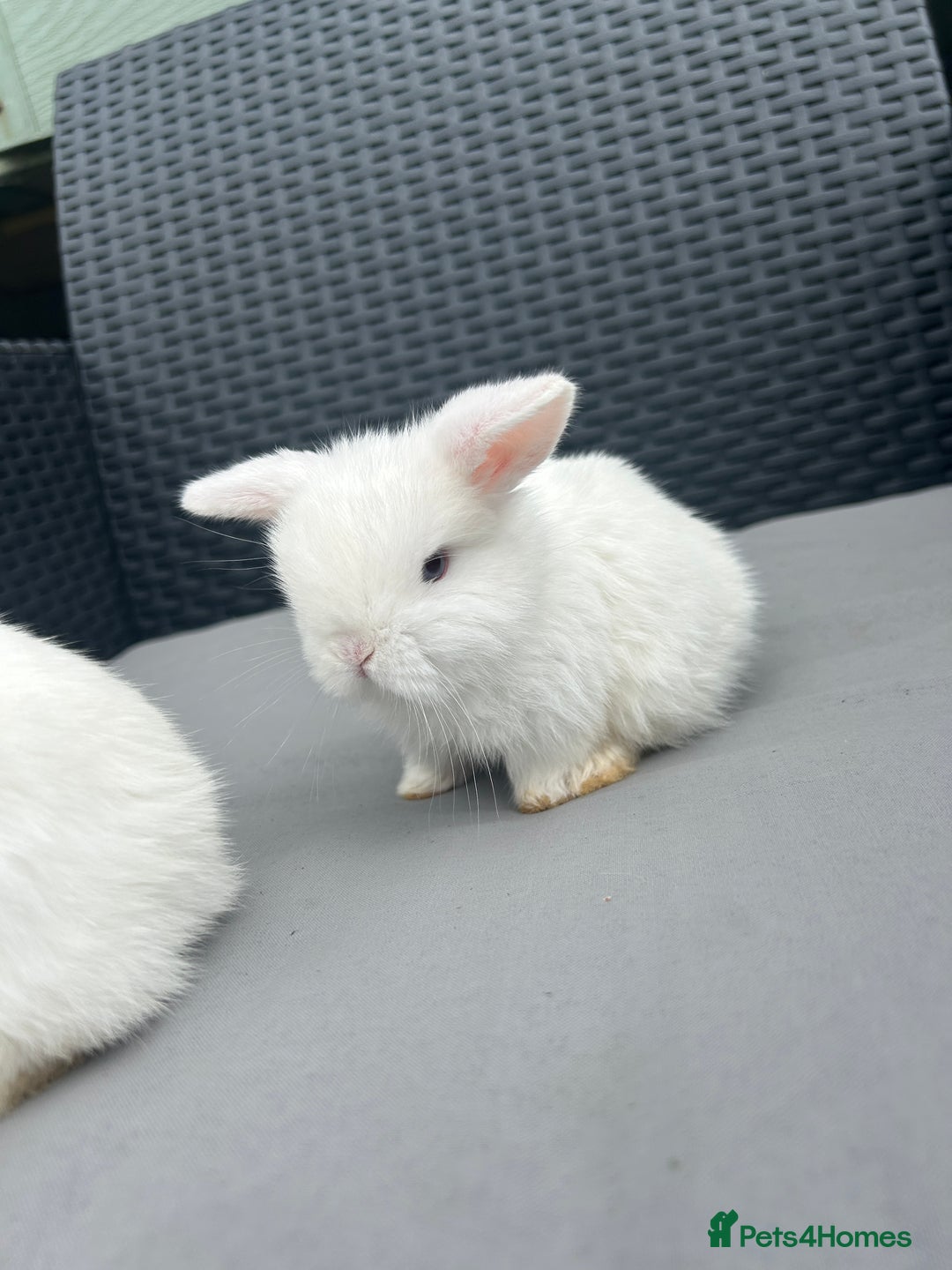 Mini Lop rabbits for sale: Mini Lop Kits – Ready 27th July in Saint Austell - Image 2