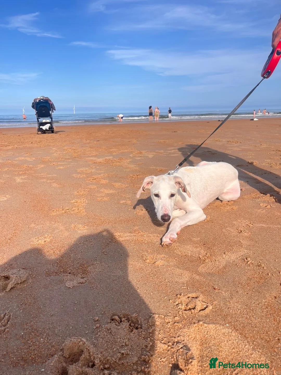Mixed Breed dogs for sale: Saluki & saluki greyhound (not related) - Advert 10