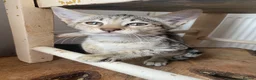 Savannah cats for sale: Savannah PED’G kitten last light bst girl F5SBT - Advert 5