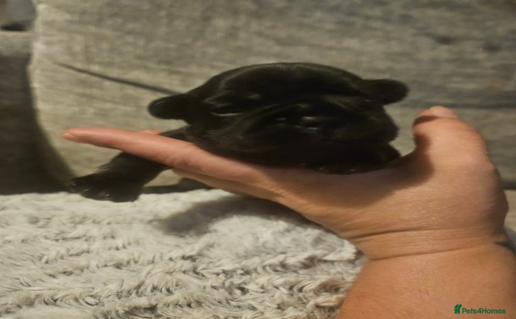 French Bulldog dogs - Advert 1
