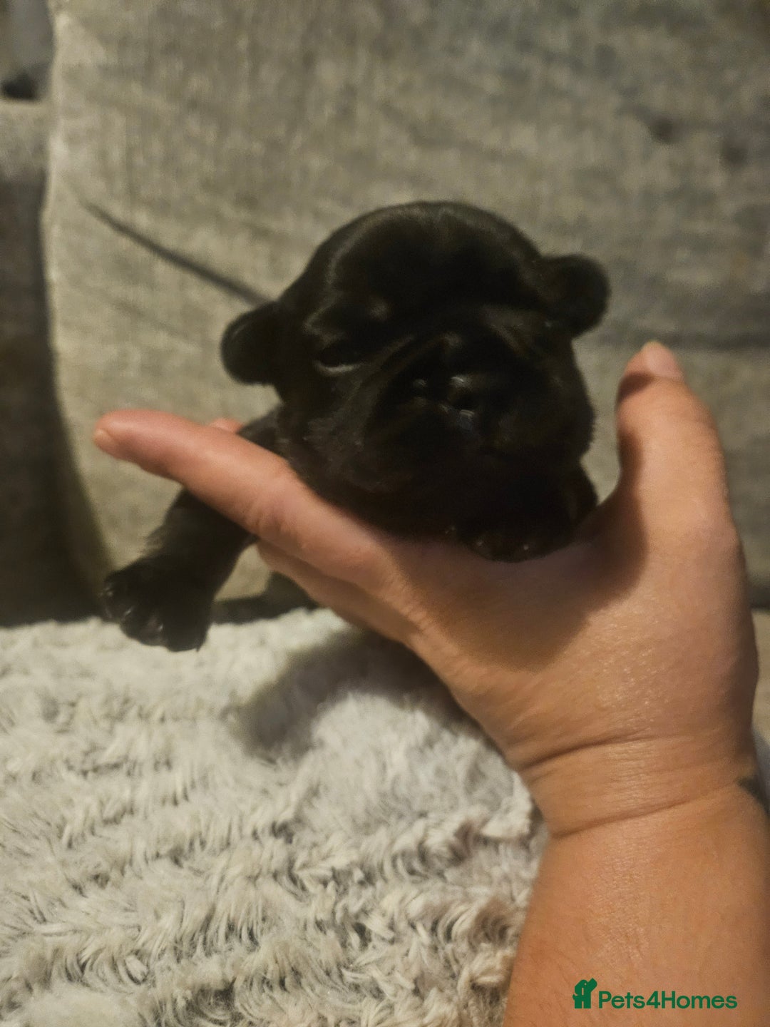 French Bulldog dogs for sale: Last make French bull dog pup - Image 1