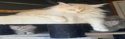 Maine Coon cats for sale: Maine coon girl 1year old  - Advert 6