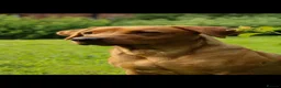 Labrador Retriever dogs for sale: KC Working Black Labrador Puppies  in Fordingbridge - Advert 2