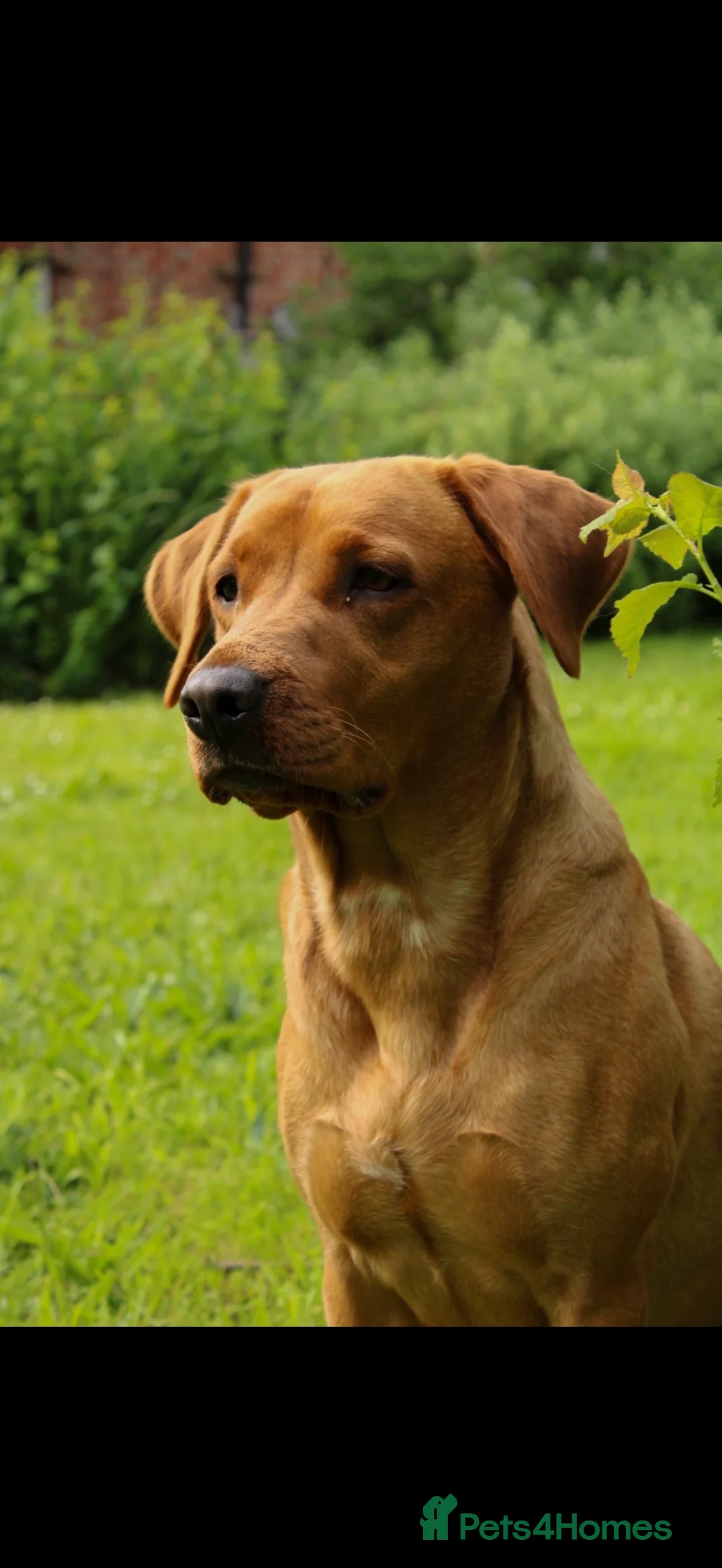 Labrador Retriever dogs for sale: KC Working Black Labrador Puppies  in Fordingbridge - Advert 2