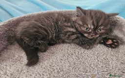 Scottish Fold cats for sale: Adorable Scottish fold Straight Ears Kittens  - Image 29
