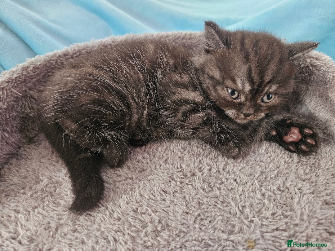 Scottish Fold cats for sale: Adorable Scottish fold Straight Ears Kittens  - Image 29